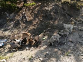 SOKAK KÖPEKLERİNE ÇARE İSTİYORLAR