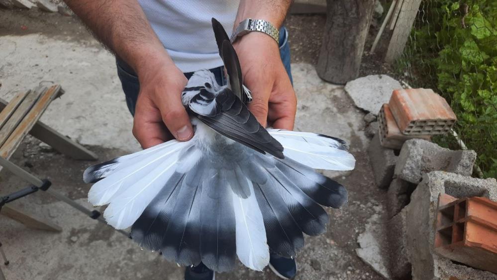 Osmancık’ın güvercin sevdalıları onlara çocuk gibi bakıyor