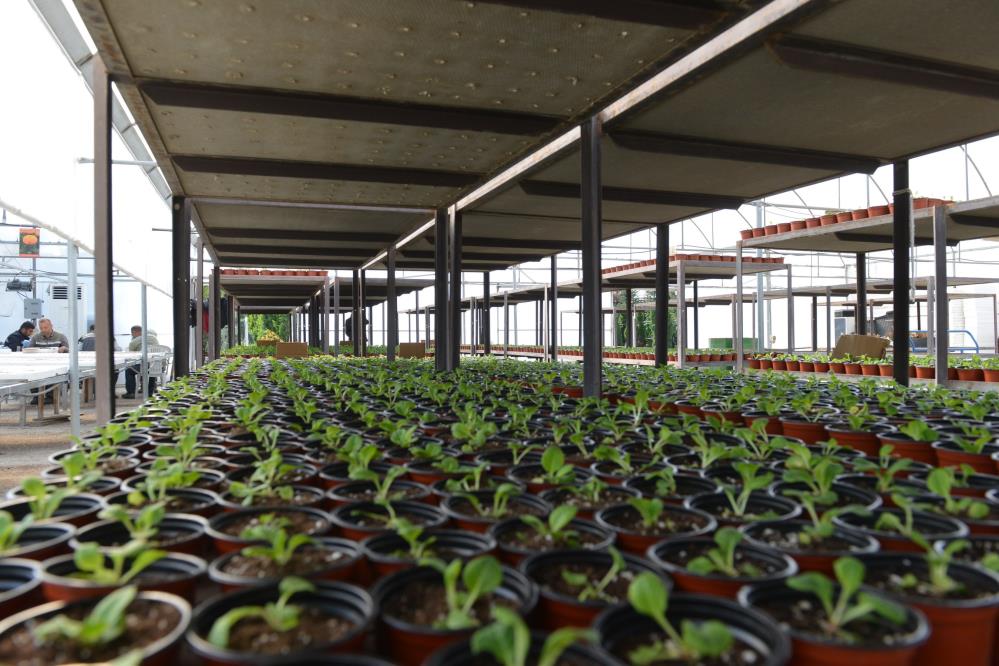 Çorum’da belediye, 45 bin kış çiçeğini toprakla buluşturacak