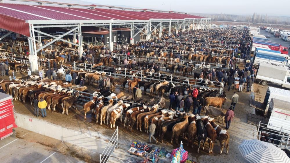 Çorum’da hayvan pazarı geçici olarak kapatıldı