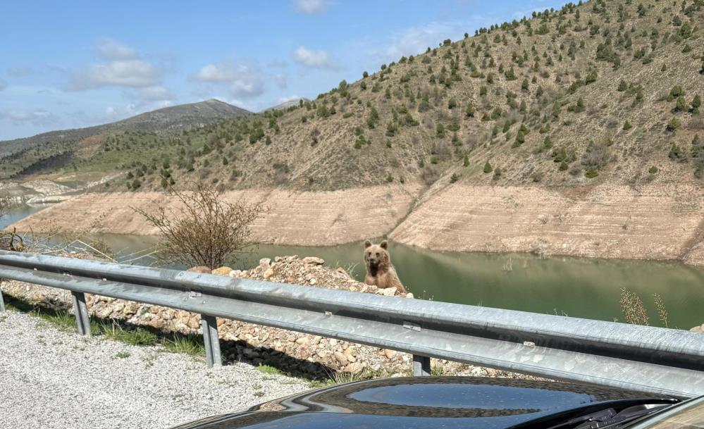 AYI,CANINDAN EDİYORDU..