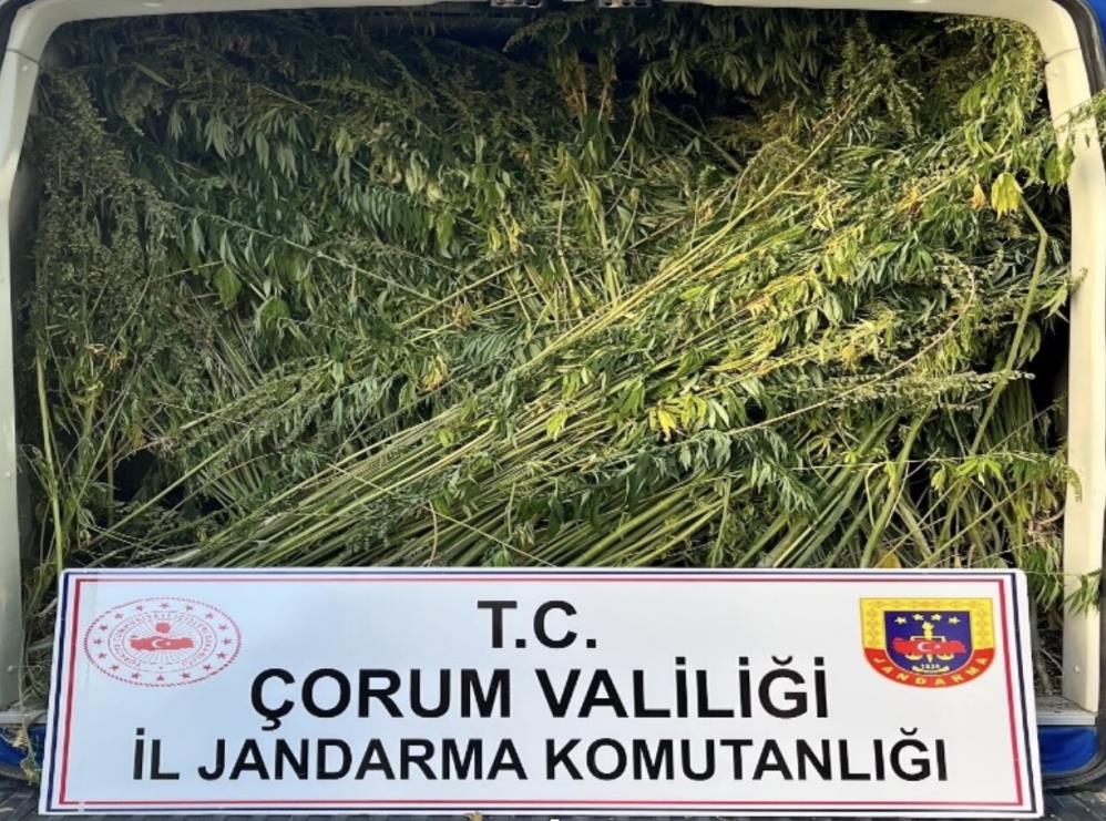 Çorum’da Uyuşturucu Operasyonu