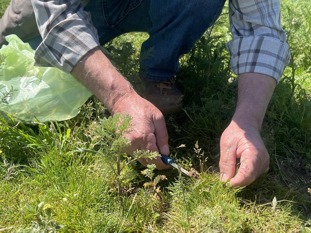 Çorum’da “madımak otu” mesaisi başladı
