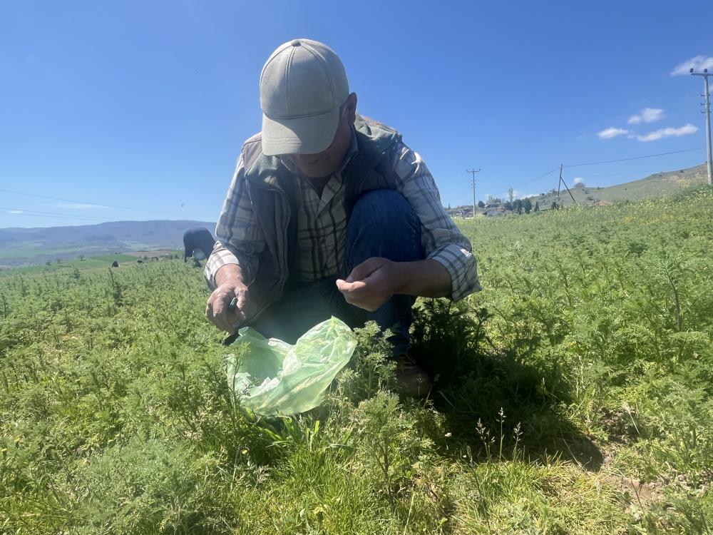 Çorum’da “madımak otu” mesaisi başladı