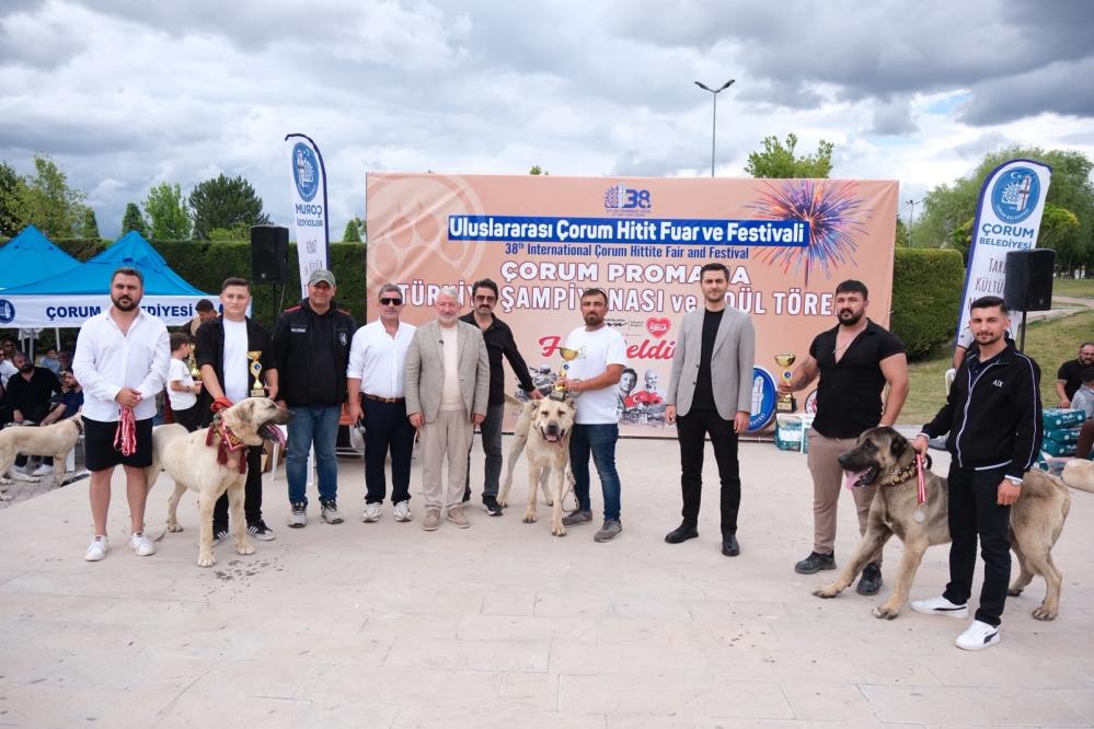 Çorum’da Türk çoban köpekleri görücüye çıktı